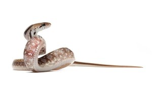 Coelognathus (Elaphe) helena